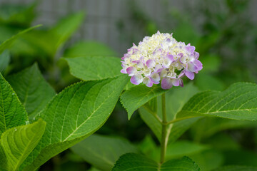 Light Purple Hydrangea Blooming among Lush Green Leaves