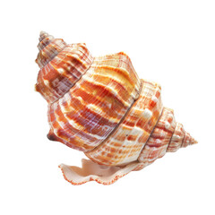 Close-up of a spiral seashell (14)