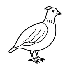 Simple outline drawing of a quail bird
