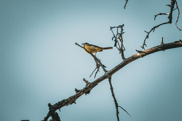 Gelber Vogel im Baum 