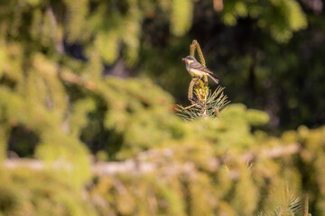 Singvogel der fette Beute gemacht hat