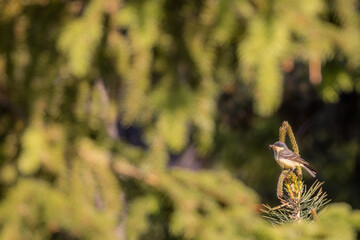 Singvogel der fette Beute gemacht hat
