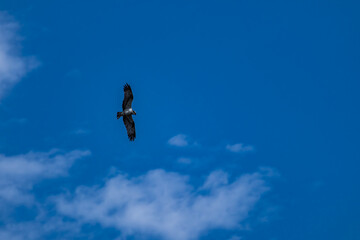 Fischadler im Flug 