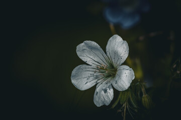 Weiße Blume