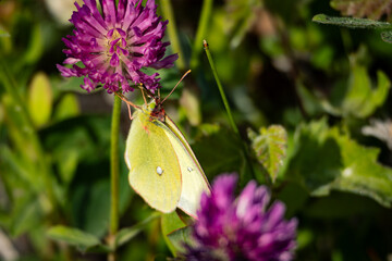 Schmetterling auf Lila Blume 