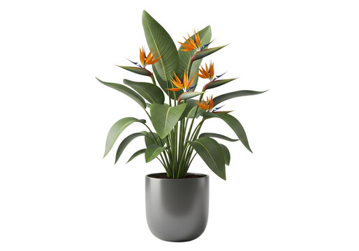 Realistic 3d render of a bird of paradise plant in a decorative grey pot Isolated on transparent background