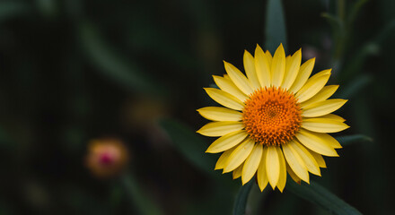 A vibrant yellow and orange strawflower in full bloom, set against a backdrop of dark green foliage and a blurred flower bud.