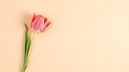 Fototapeta premium Single tulip flower displayed on a beige background in a flat lay top view, with soft overhead lighting and selective focus.