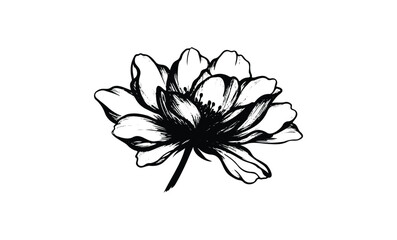 Fototapeta premium Intricate black and white flower illustration with detailed petals. Vector retro hand drawn illustration