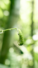 Green Caterpillar Hanging from Stem in Natural Light