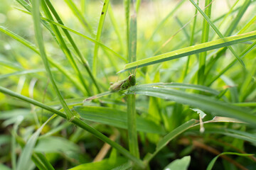 Green Grasshopper Among Dewy Grass Blades