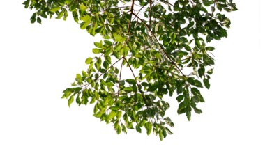 dragon-fruit, vegetarian, summer, ingredient, freshness, garden, plant, cross section, purple, green, fresh, juicy, set, collection, nature, bright, tasty, nutrition, delicious, seeds, sweet, healthy,