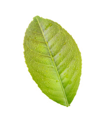 Young leaves on transparent png (Image from camera)