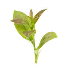 Young leaves on transparent png (Image from camera)