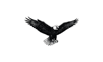 Fototapeta premium Bald eagle in flight - detailed black and white illustration of iconic bird. Vector retro hand drawn illustration