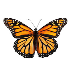 Fototapeta premium Detailed close-up of an orange monarch butterfly, wings spread wide against a black background. Vibrant colors, intricate patterns, and detailed veins on wings. Black and orange coloration