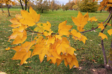 Bright yellow leaves on a maple branch in a park in the heat of autumn