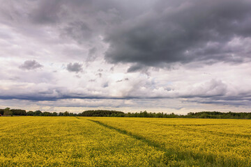 Vibrant rapeseed field under dramatic clouds in early spring