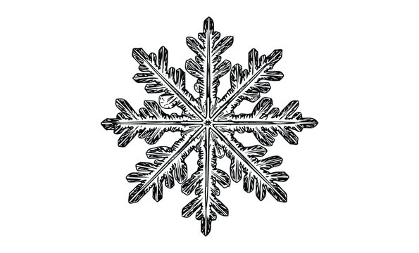 Intricate black and white snowflake illustration with detailed symmetrical design. Vector retro hand drawn illustration