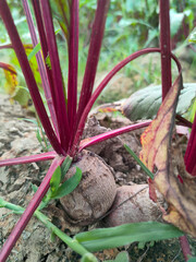 Close up shoot of beetroot growing on field.