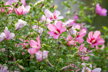 Pink Hibiscus Syriacus Flowers in Full Summer Bloom