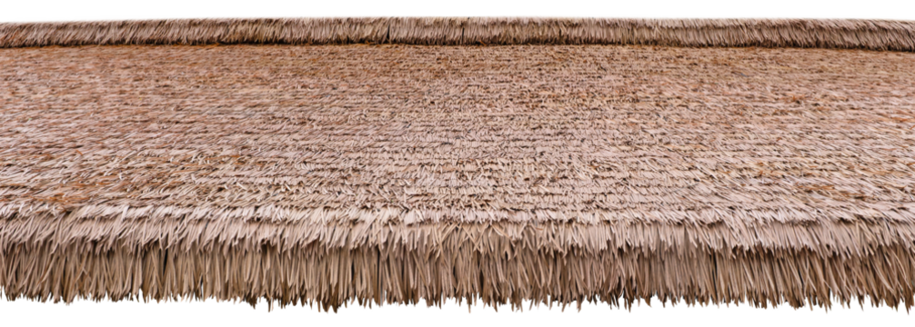 Thatched roof material in warm beige color. Thatching straw roof isolated. Straw pattern thatched grass roof