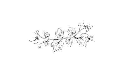 Intricate black and white grapevine line drawing with detailed leaves and tendrils. Vector retro hand drawn illustration