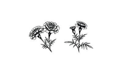 Intricate black and white marigold flower illustrations. Vector retro hand drawn illustration