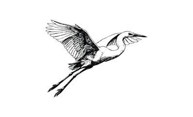 Obraz premium Detailed black and white heron illustration in flight. Vector retro hand drawn illustration