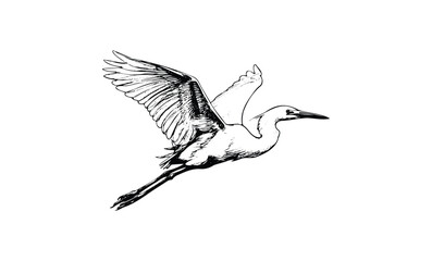 Obraz premium Detailed ink drawing of a flying heron with outstretched wings. Vector retro hand drawn illustration
