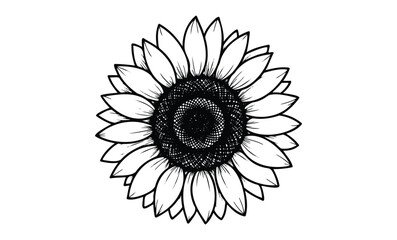 Fototapeta premium Intricate line drawing of a sunflower. Vector retro hand drawn illustration