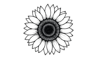 Fototapeta premium Black and white sunflower drawing with detailed petals and center. Vector retro hand drawn illustration