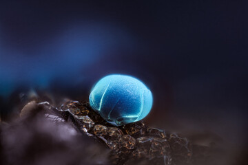 Blue Chrysocolla. Specimen from Ojuela, Mapimi, Mexico. Micro photography extreme close-up. microscope mineral crystal photography for Scientific use.
