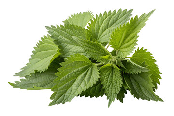 Nettle leaves isolated on transparent background