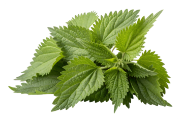 Nettle leaves isolated on transparent background