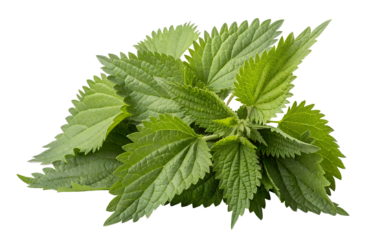 Nettle leaves isolated on transparent background