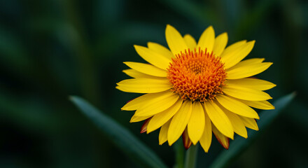 Fototapeta premium Close-up of a vibrant yellow strawflower with an orange center, set against a soft, blurred green background.