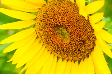 ひまわりの花のアップ