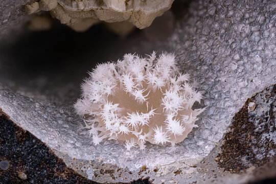 Thomsonite -CA on a bed of white Analcime. Specimen from Faj&atilde; Grande, S&atilde;o Roque do Faial, Madeira Island, Portugal. Micro photography extreme close-up. microscope mineral crystal photography 
