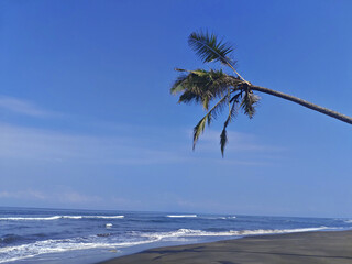 palm tree on the beach