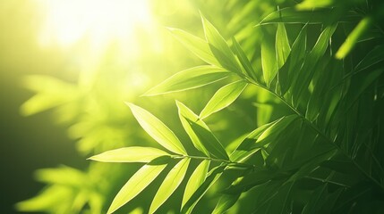 nature conservation concept. Green bamboo leaves illuminated by soft sunlight.