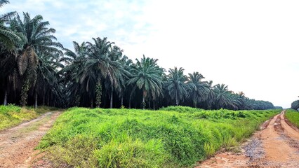 Rows of mature oil palm trees stretch across a tropical plantation