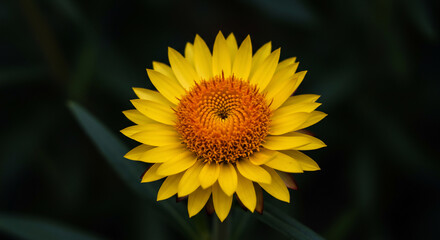 Obraz premium A vibrant yellow and orange Strawflower blossom, captured in a close-up shot against a soft, dark green background.