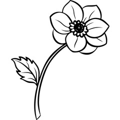 Single Bloom Anemone — White BG Vector