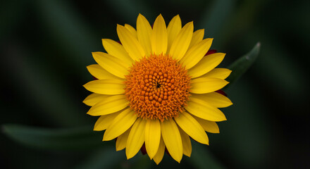 Obraz premium A vibrant yellow flower with an orange center, captured in a close-up shot against a blurred, dark green background.