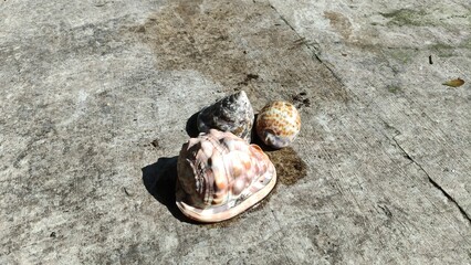 shell on the concrete