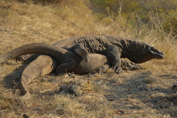 Rare sighting: Komodo dragons during mating season. Witnessing this unique behavior atop a mountain...