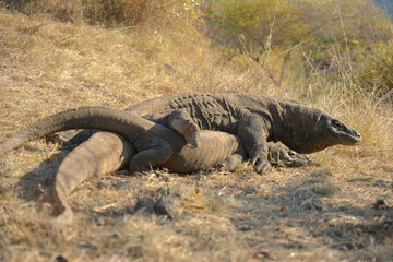 Rare sighting: Komodo dragons during mating season. Witnessing this unique behavior atop a mountain...