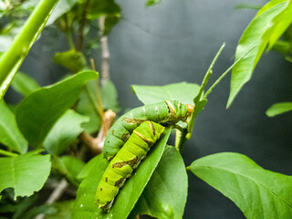 Two citrus leaf caterpillars feeding on leaves. The detailed patterns on their bodies are clearly visible, giving a natural macro look.