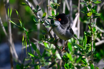 Samtkopf-Grasmücke // Sardinian warbler (Curruca melanocephala) 